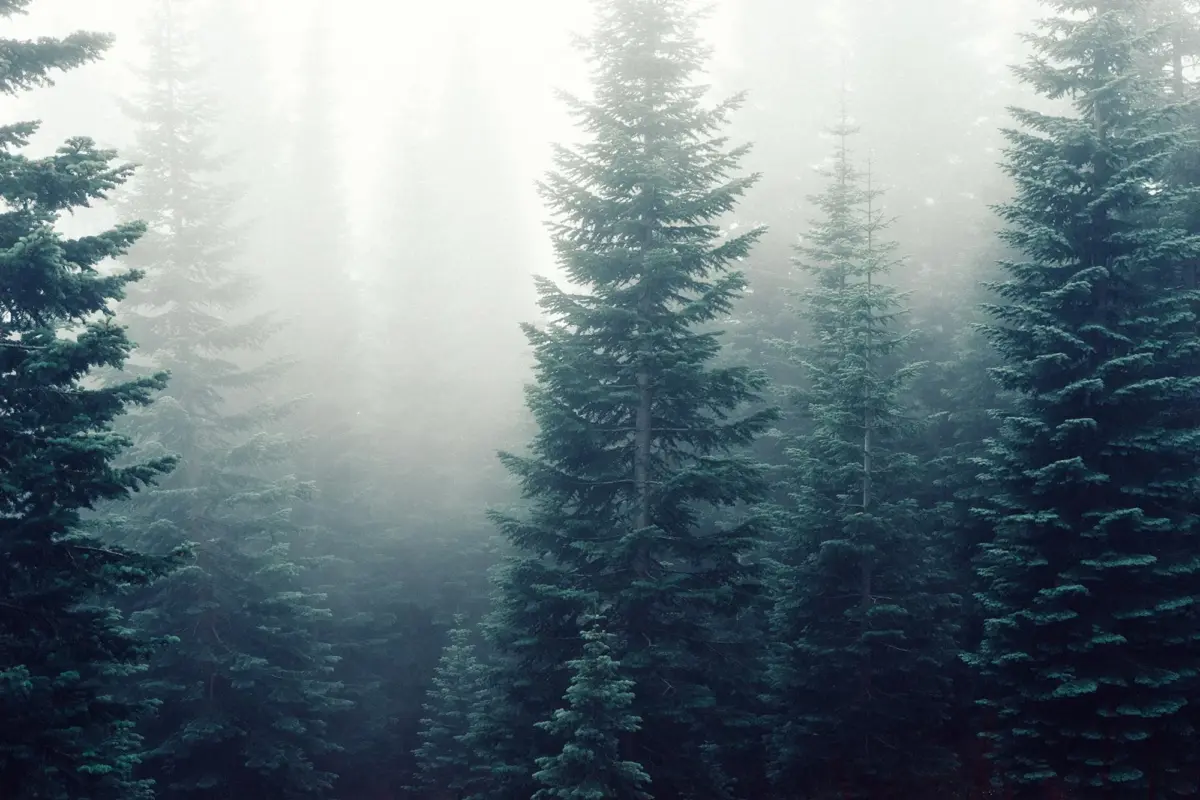 nature40